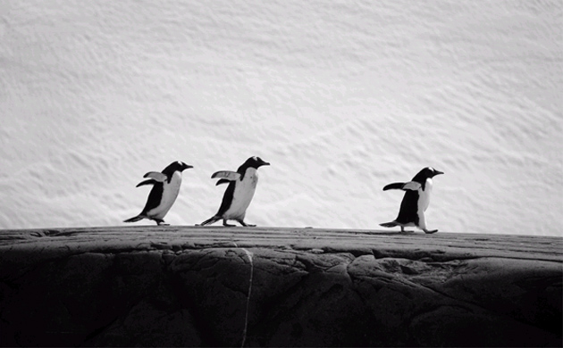Pinguini