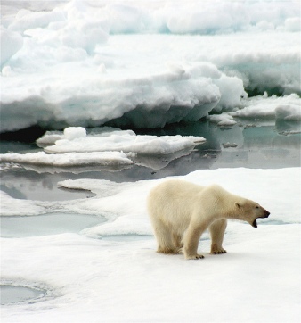 Isole Svalbard