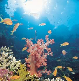 Sharm el Sheikh