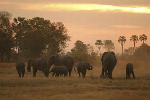 Safari in Botswana