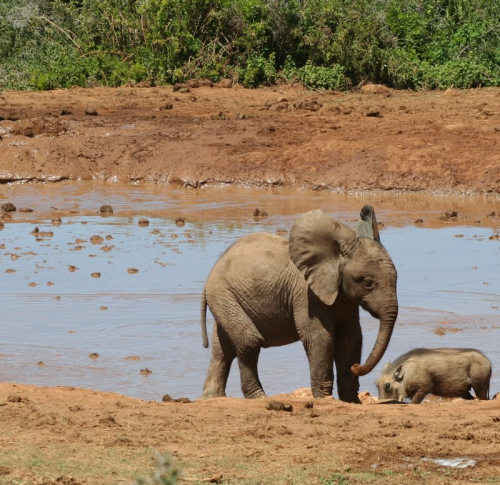 AddoElephantNationalPark