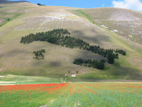 castelluccio-di-norcia