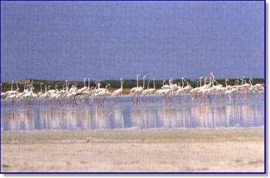 Le Saline Di Margherita Di Savoia In Puglia Luce Cristalli Di Sale E Fenicotteri