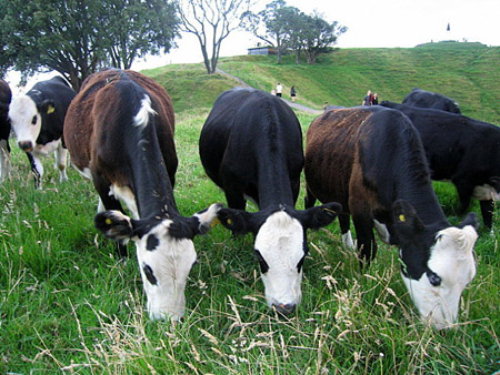 mucche