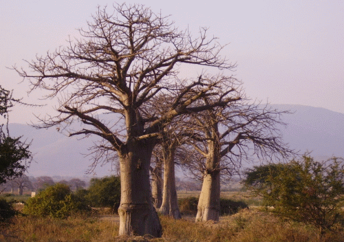 baobab