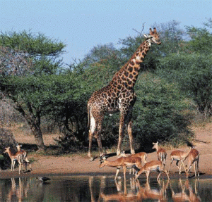 kruger-national-park