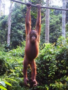 orangutan