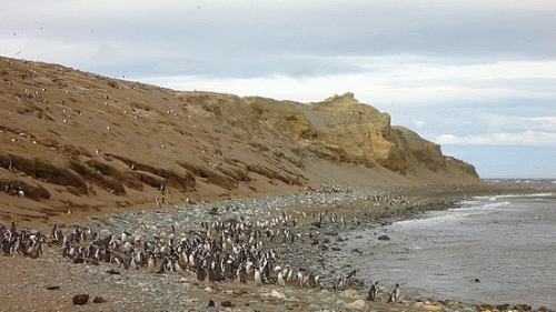 Isla Magdalena