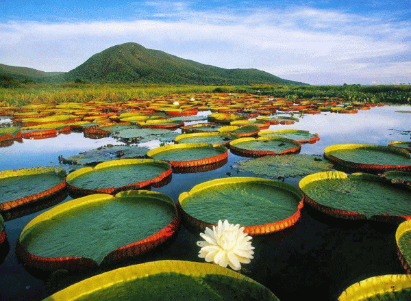 Pantanal Matogrossense National Park brasile