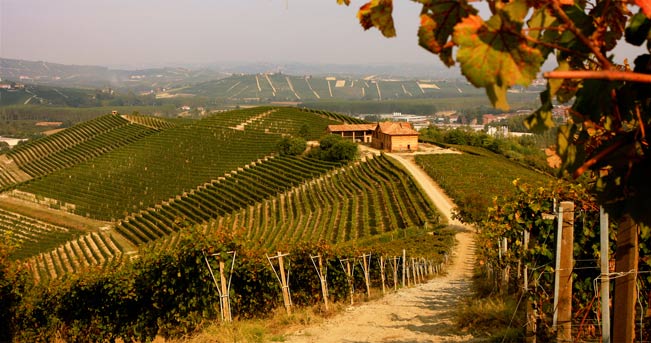 langhe-paesaggio-moscato