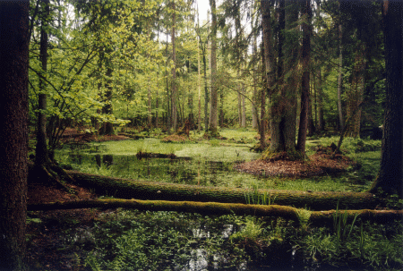 bialowieza UNESCO