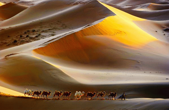 Carovana di cammelli nel deserto del Gobi