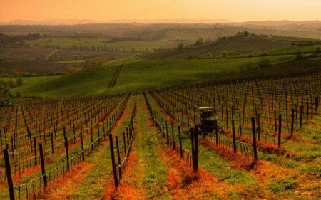 vigneti del chianti