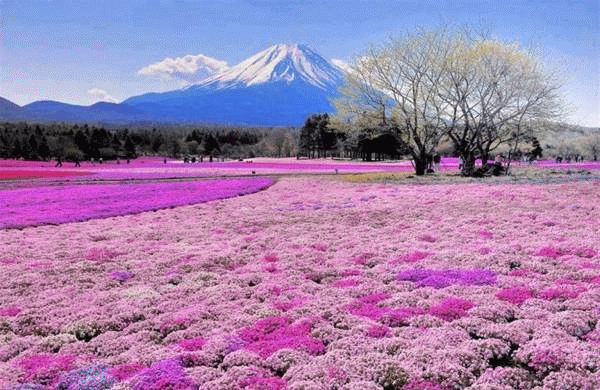 Il Takinoue Park Giappone ai piedi del Monte Fuji in primavera fotospettacolari